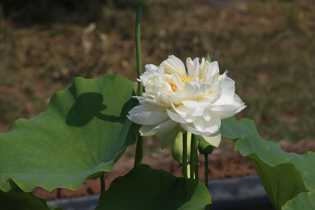 2024 Hardy Lotus 03 - July 26 2024