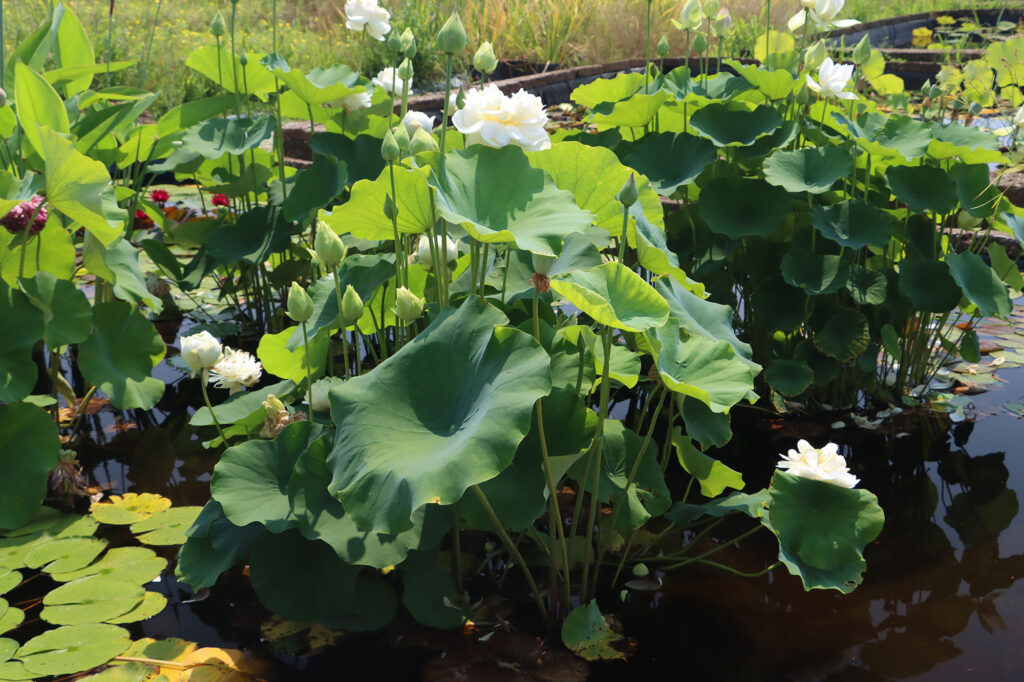 2024 Hardy Lotus 03 - July 26 2024
