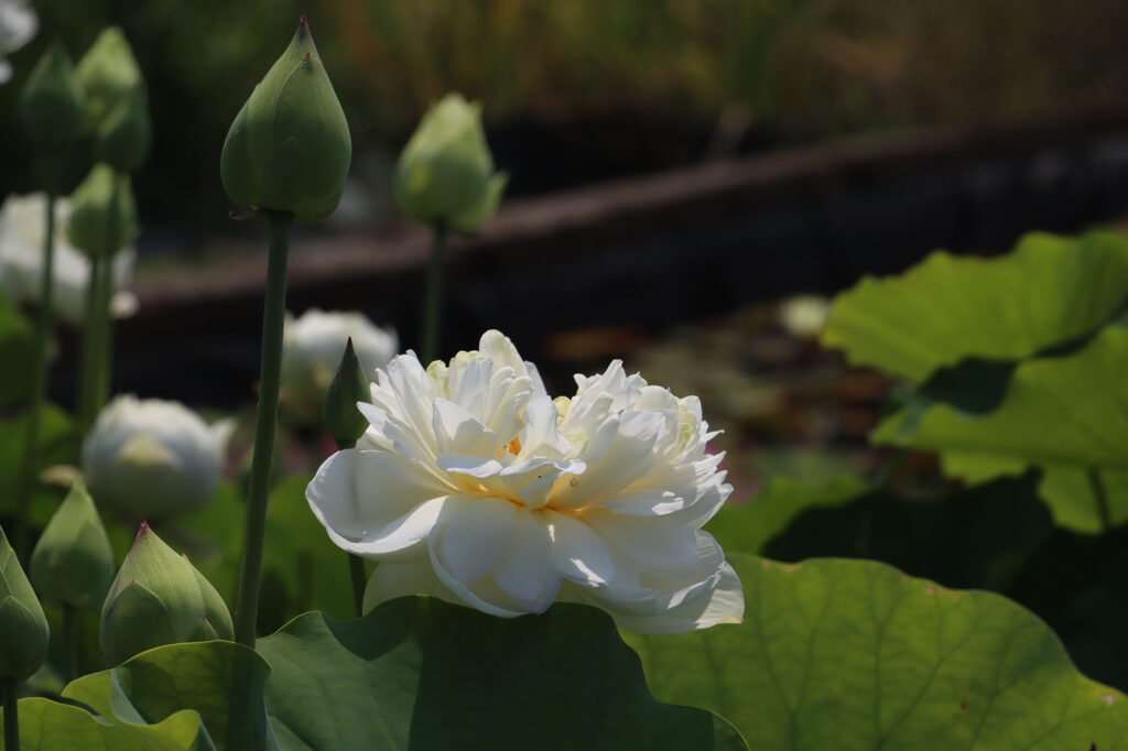 2024 Hardy Lotus 03 - July 26 2024