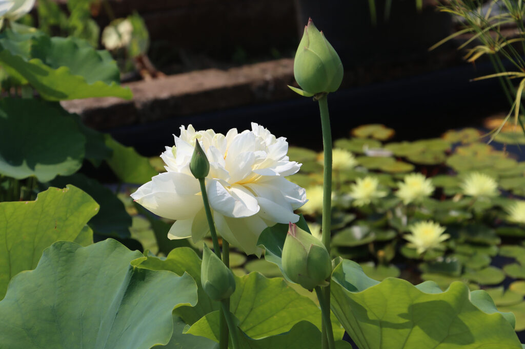 2024 Hardy Lotus 03 - July 26 2024