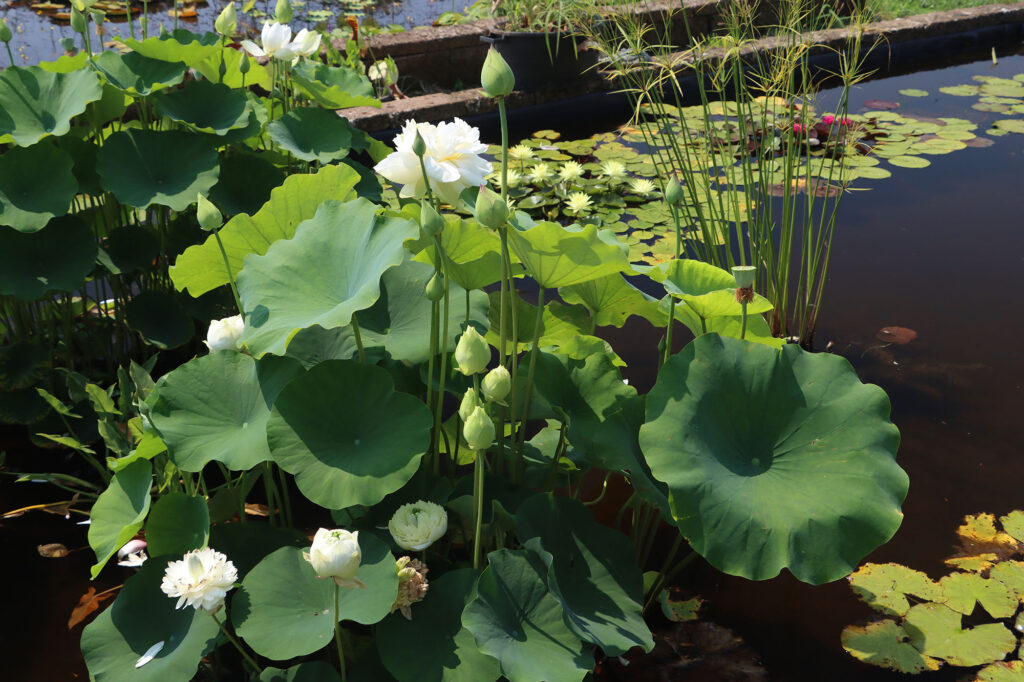 2024 Hardy Lotus 03 - July 26 2024