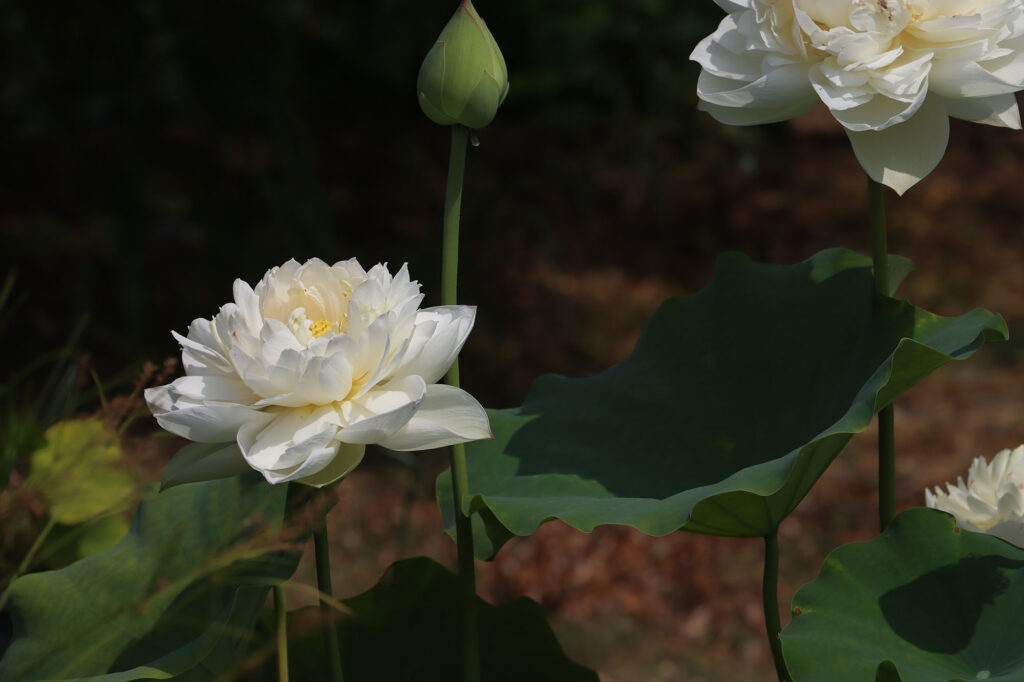 2024 Hardy Lotus 03 - August 01 2024