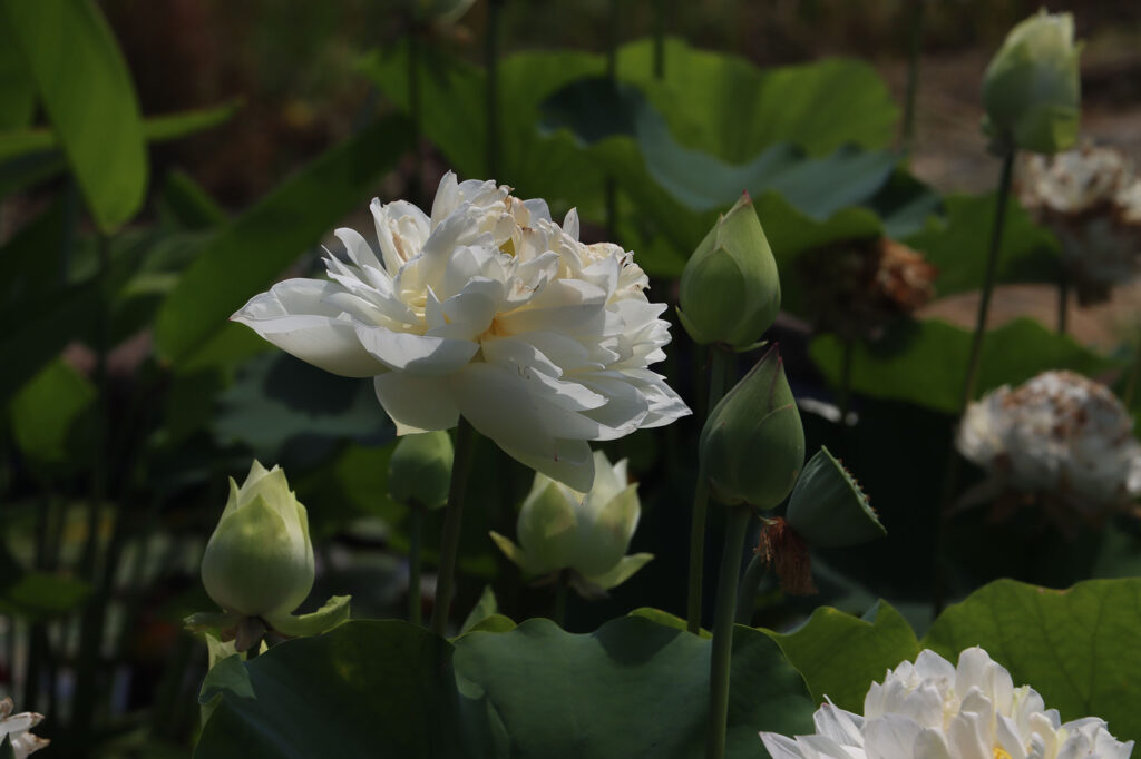 2024 Hardy Lotus 03 - August 01 2024