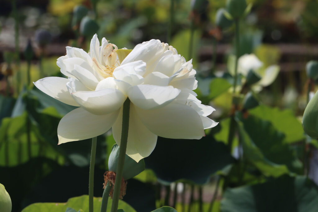 2024 Hardy Lotus 03 - August 01 2024