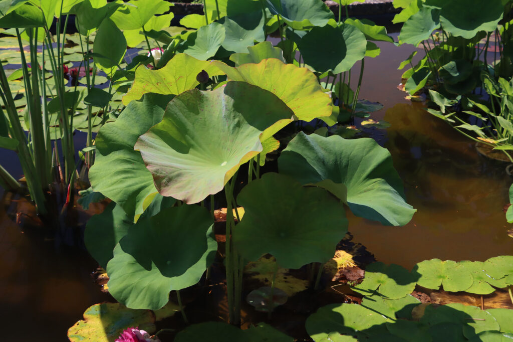 2024 Hardy Lotus 04 - July 14 2024