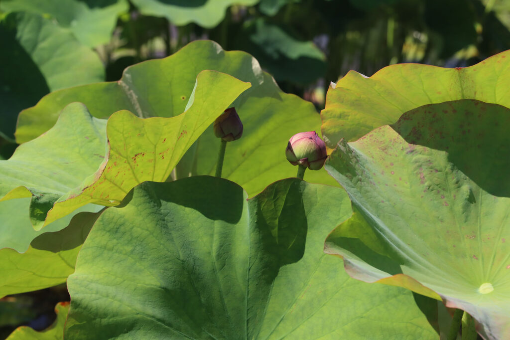2024 Hardy Lotus 04 - July 14 2024
