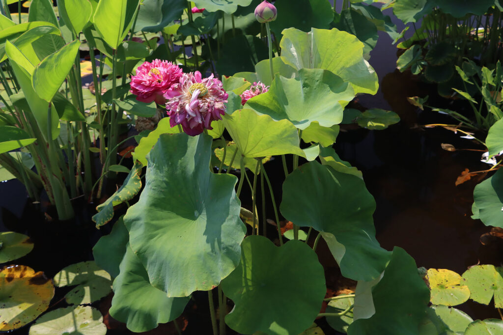 2024 Hardy Lotus 04 - July 26 2024