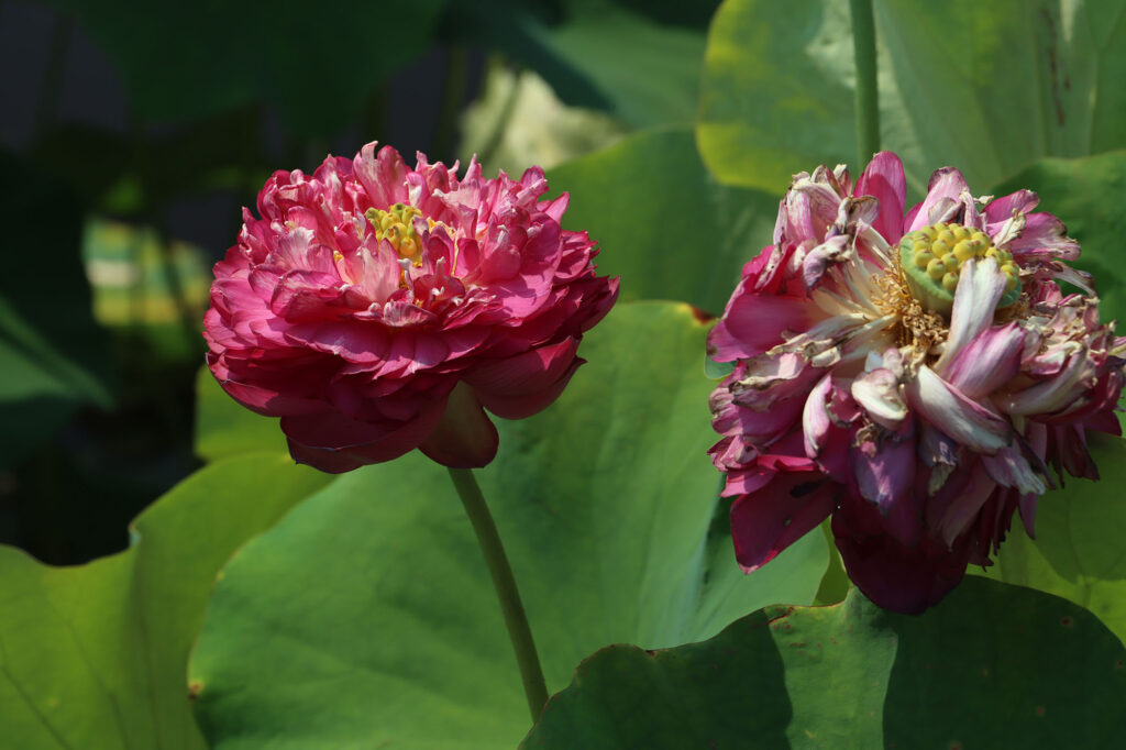 2024 Hardy Lotus 04 - July 26 2024