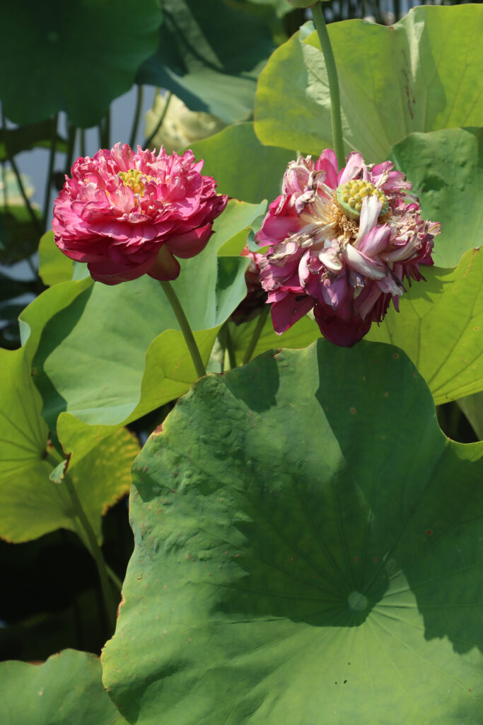 2024 Hardy Lotus 04 - July 26 2024