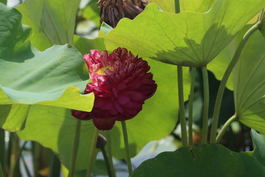 2024 Hardy Lotus 04 - 01 August 2024